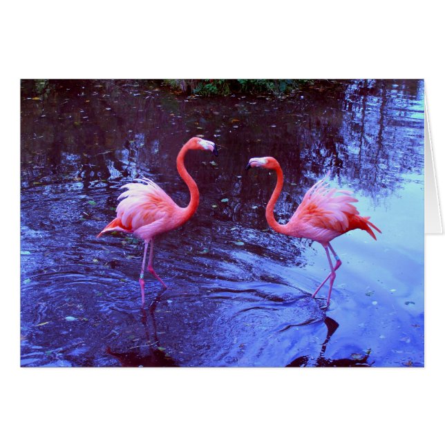Slechts twee flamingos (Voorkant Horizontaal)
