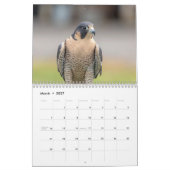 Slechtvalk 2026 kalender (Mar 2027)