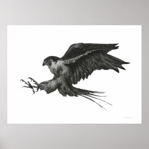 Slechtvalk Zwart Wit Pen en Inkt Poster