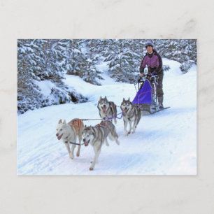Sled Dog Racing Briefkaart