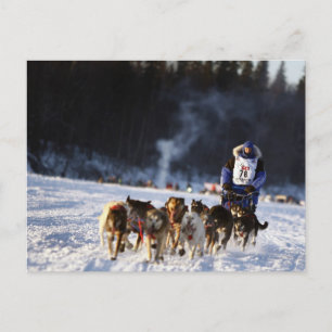 Sled Dog Racing in Alaska Briefkaart