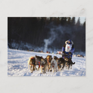 Sled Dog Racing in Alaska Briefkaart