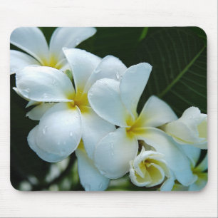 Sleek elegance: the white frangipani flower muismat
