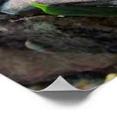 Sleepboomkikkers Poster (Hoek)