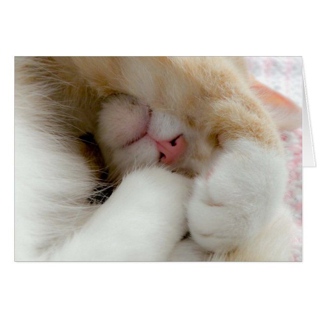 Sleepig Kat (Voorkant Horizontaal)