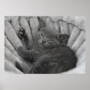 Sleepig kat poster