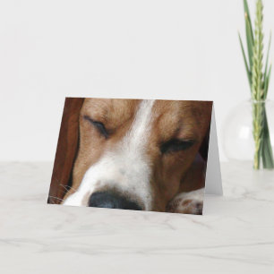 Sleeping Beagle Wenskaart Kaart
