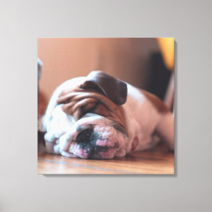 Sleeping Bulldog Bown and White Puppy Canvas Afdruk