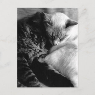 Sleeping Cats Postcards Briefkaart