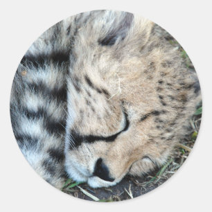 Sleeping Cheetah Cub Foto Ronde Sticker