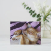 Sleeping Chihuahua Briefkaart (Staand voorkant)