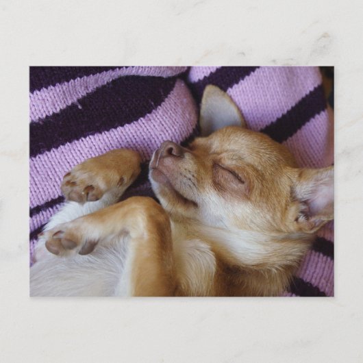 Sleeping Chihuahua Briefkaart (Voorkant)