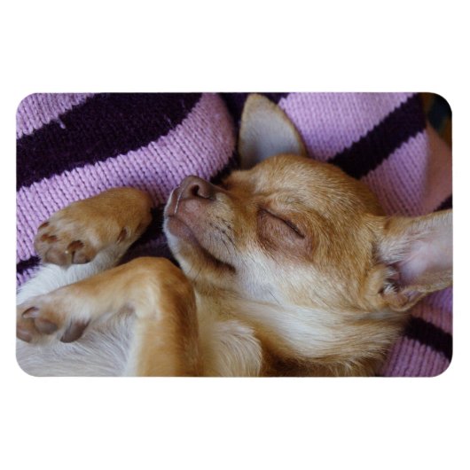 Sleeping Chihuahua Magneet (Horizontaal)