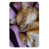 Sleeping Chihuahua Magneet (Verticaal)