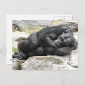 Sleeping Chimpanzee Postcard Briefkaart (Voorkant / Achterkant)