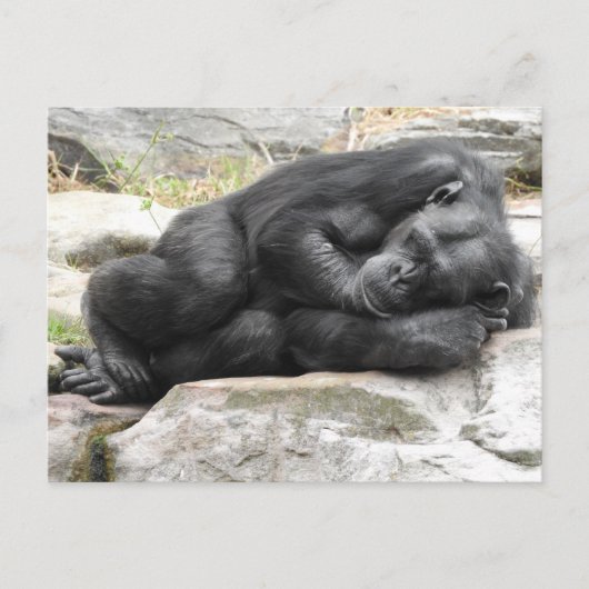 Sleeping Chimpanzee Postcard Briefkaart (Voorkant)