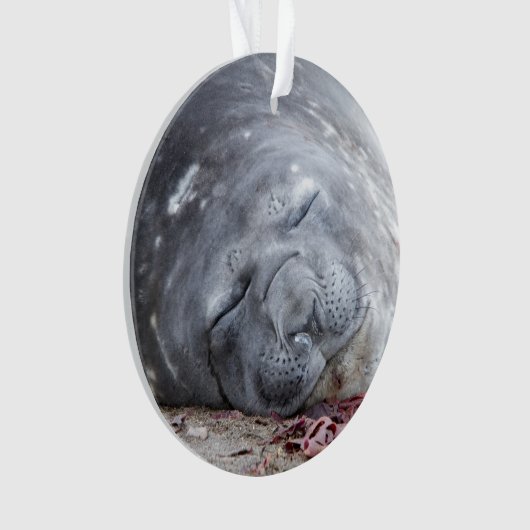 Sleeping elephant seal ornament (voorkant)
