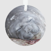 Sleeping elephant seal ornament (achterkant)