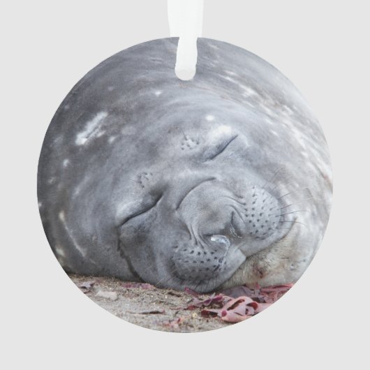 Sleeping elephant seal ornament (achterkant)