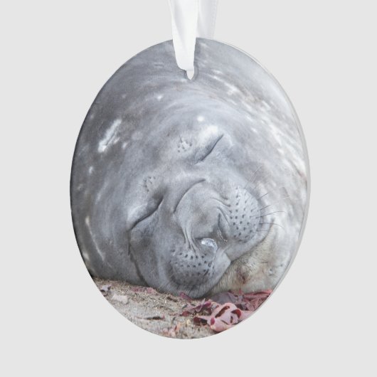 Sleeping elephant seal ornament (voorkant)