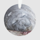 Sleeping elephant seal ornament (voorkant)