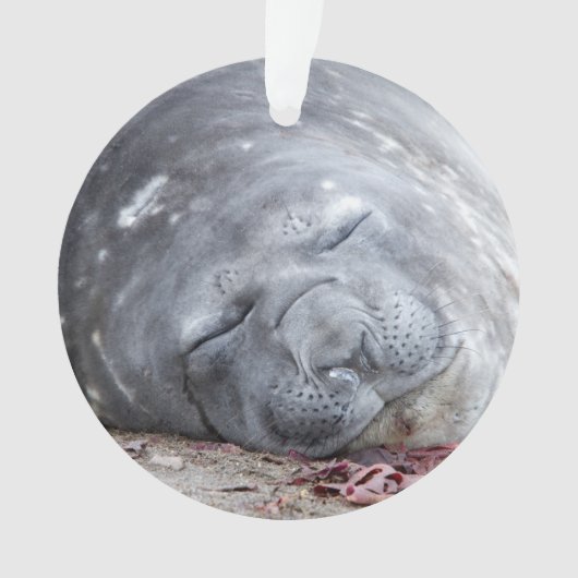 Sleeping elephant seal ornament (voorkant)