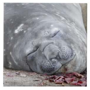 Sleeping elephant seal tegeltje