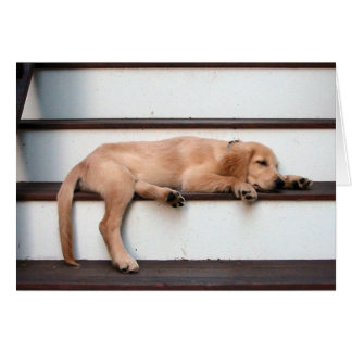 Sleeping Golden Puppy