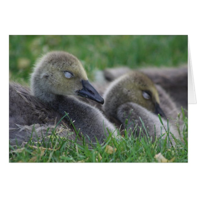 Sleeping goslings kaart (Voorkant Horizontaal)