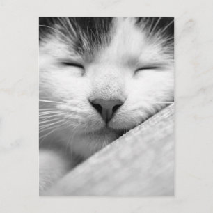 Sleeping Kitten Briefkaart