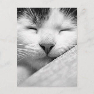 Sleeping Kitten Briefkaart