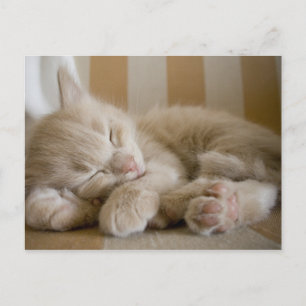 Sleeping Kitten Briefkaart