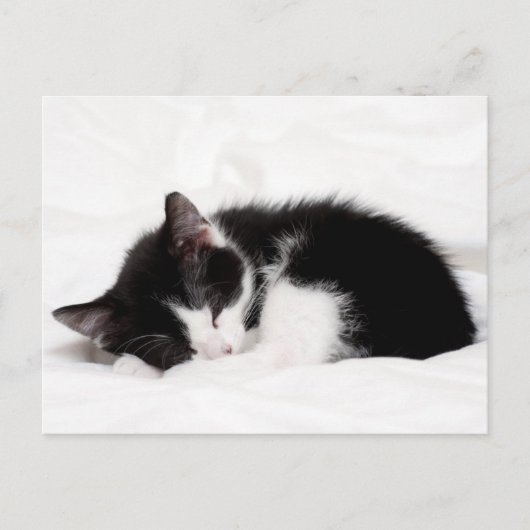 Sleeping Kitten Briefkaart (Voorkant)