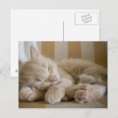 Sleeping Kitten Briefkaart (Voorkant / Achterkant)