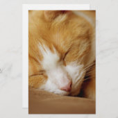 Sleeping Kitten Briefpapier (Voorkant / Achterkant)