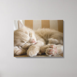 Sleeping Kitten Canvas Afdruk