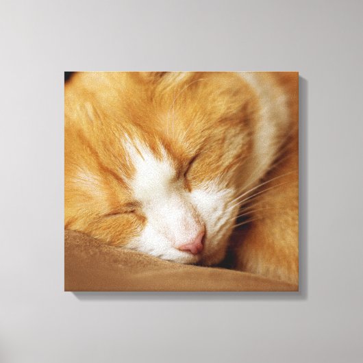 Sleeping Kitten Canvas Afdruk (Voorkant)