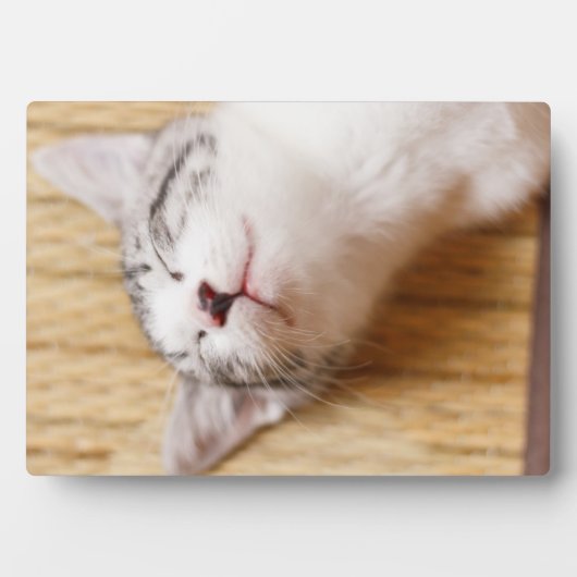 Sleeping Kitten Fotoplaat (voorkant)