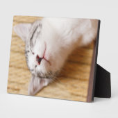 Sleeping Kitten Fotoplaat (Zijkant)