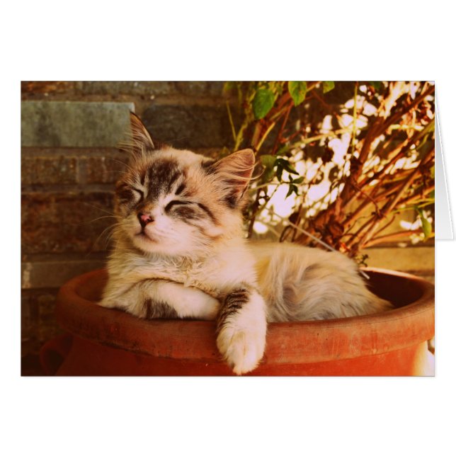 Sleeping Kitten in Pot (Devant horizontal)