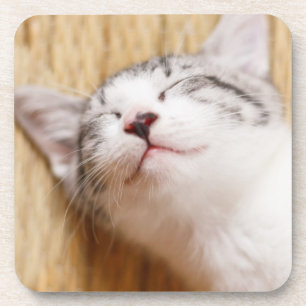 Sleeping Kitten Onderzetter