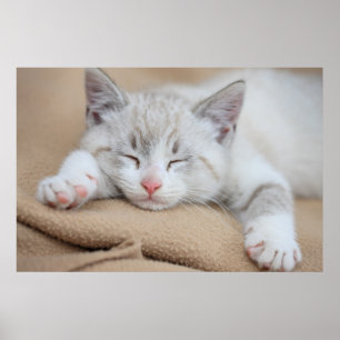 Sleeping Kitten Poster