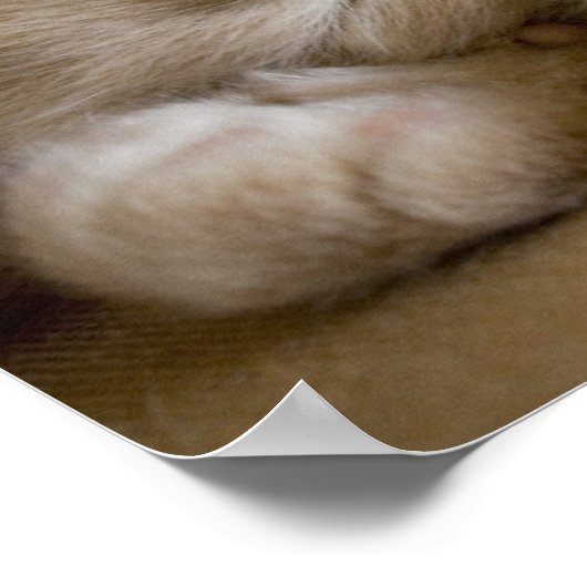 Sleeping Kitten Poster (Hoek)