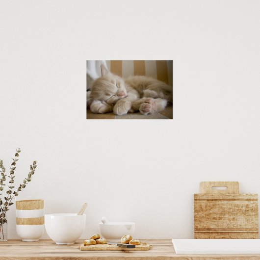 Sleeping Kitten Poster (Keuken)