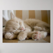 Sleeping Kitten Poster (Voorkant)