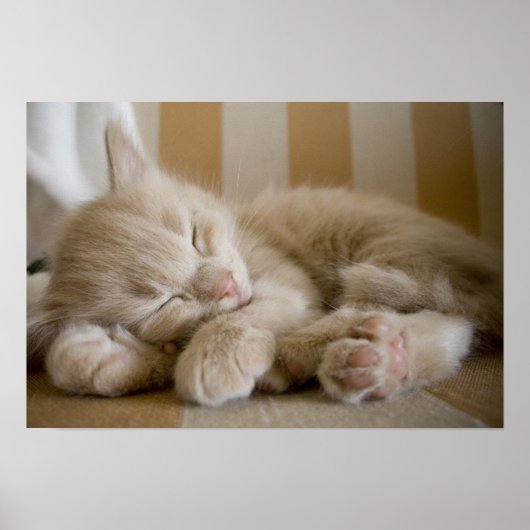 Sleeping Kitten Poster (Voorkant)