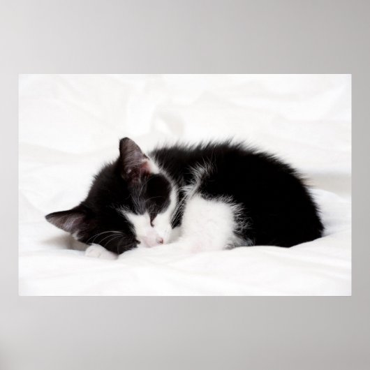 Sleeping Kitten Poster (Voorkant)