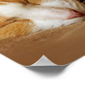 Sleeping Kitten Poster (Hoek)