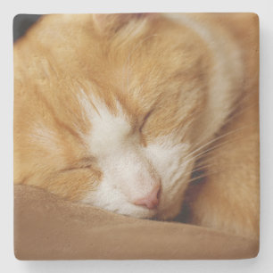 Sleeping Kitten Stenen Onderzetter