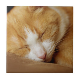 Sleeping Kitten Tegeltje